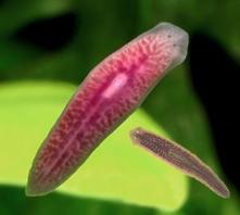 Phylum Annelids